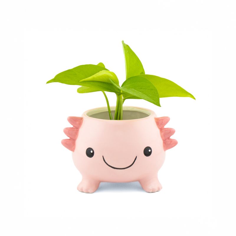 LITEN BLOMSTERPOTTE – Axolotl – Sass & Belle
